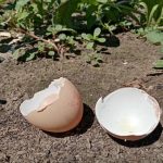kuinka-munankuoret-muuttavat-maaperan-happamuutta-pienia-temppuja-suureen-satoon.jpg