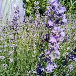 Laventeli ja ruusut: maaginen kaupunginosa, jota kokeneet puutarhurit arvostavat laventeli-ja-ruusut-maaginen-kaupunginosa-jota-kokeneet-puutarhurit-arvostavat.jpg